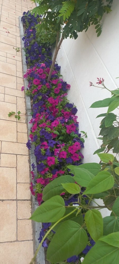 زراعه العشب الطبيعي - 3