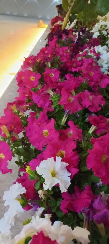 زراعه العشب الطبيعي - 6
