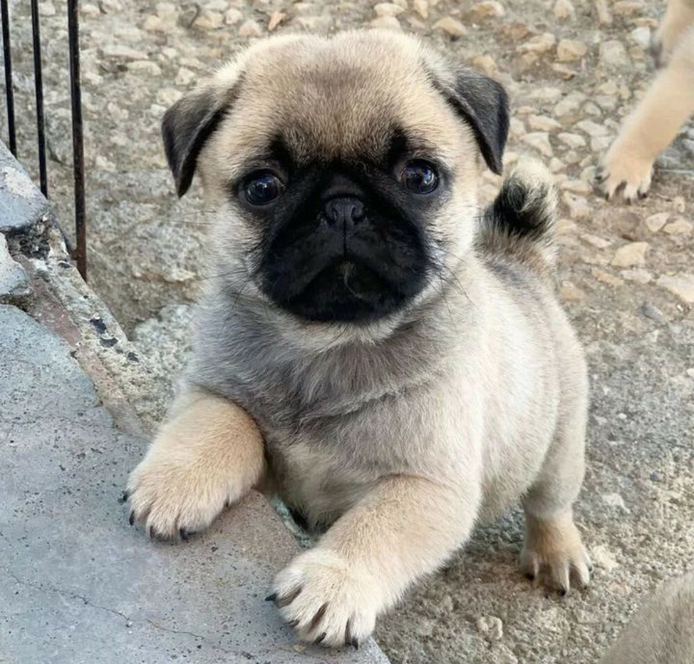 pug puppies for sale - 2