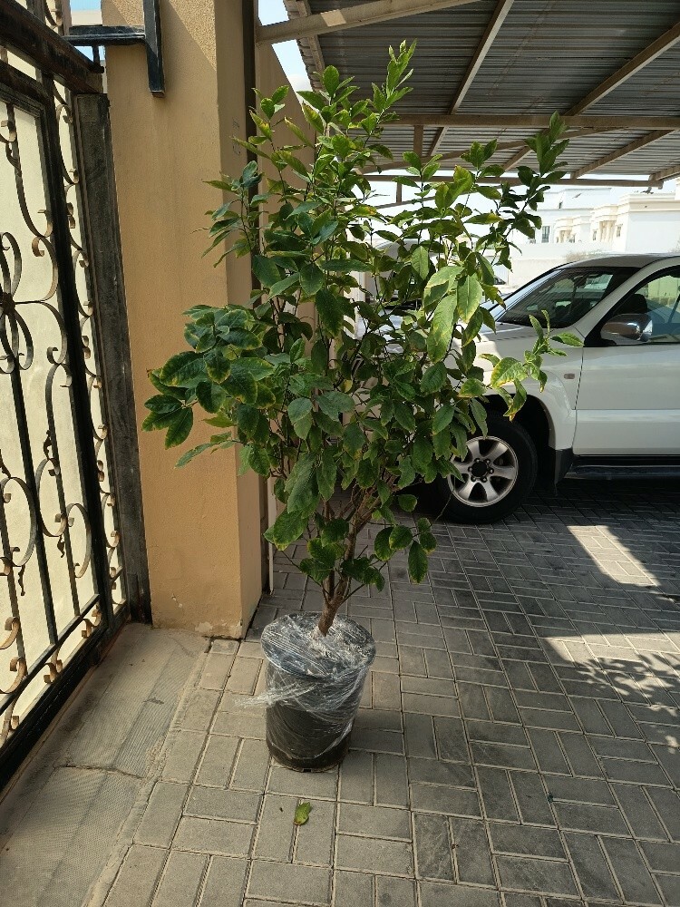 مهندس زراعي - 8