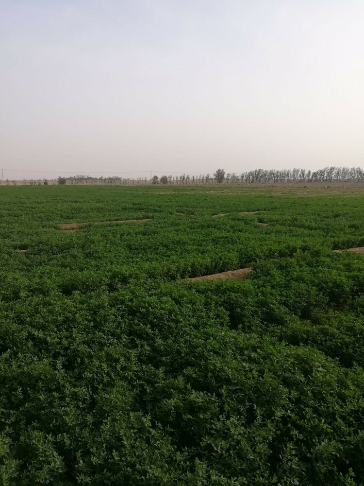 تجهيز وزراعة المزرعه - 4