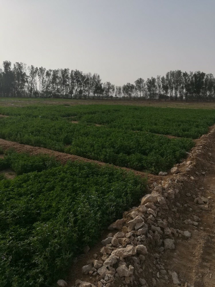 تجهيز وزراعة المزرعه - 3