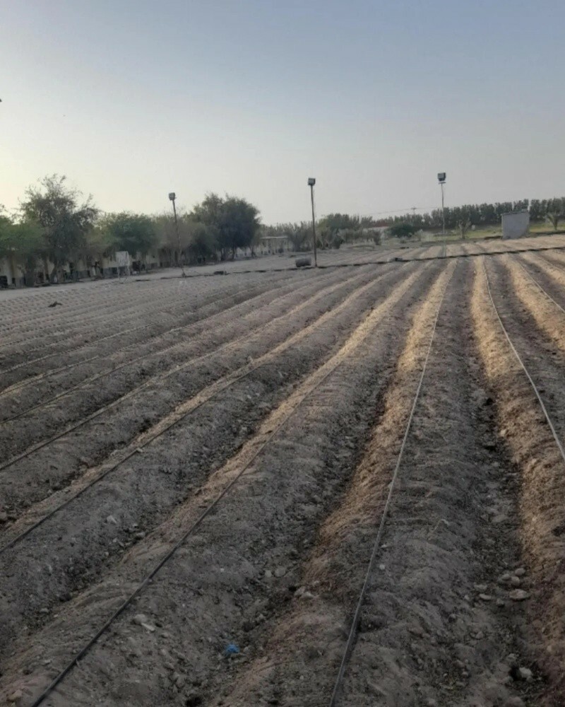 تجهيز وزراعة المزرعه - 5