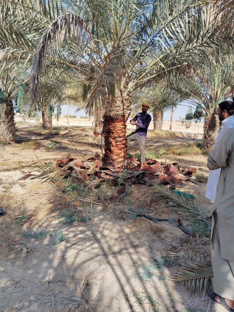 توريد وزراعة النخيل - 5