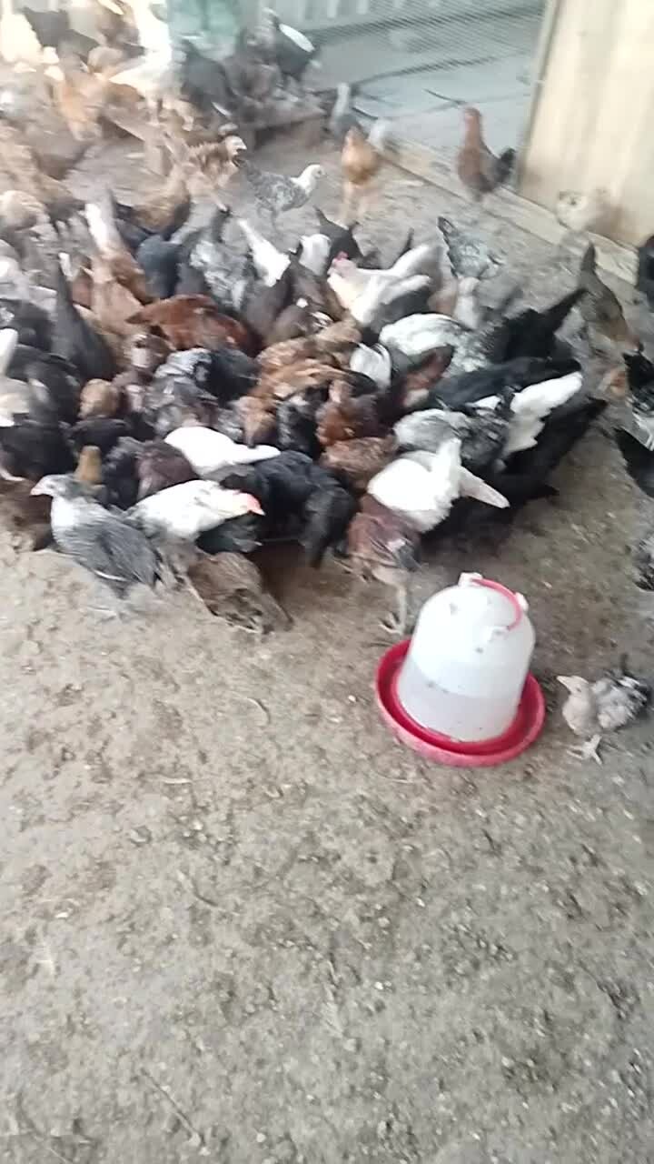 Chicken and Roster - 1