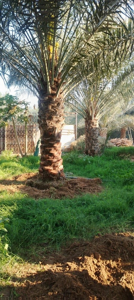توفير النخيل والأشجار - 9