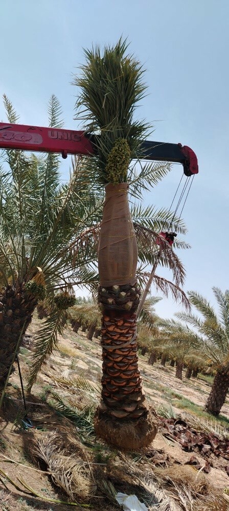 توفير النخيل والأشجار - 1