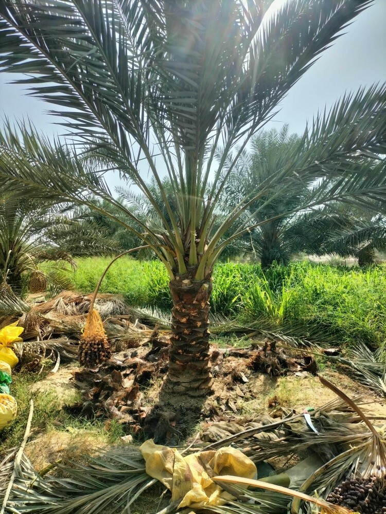توفير النخيل والأشجار - 5