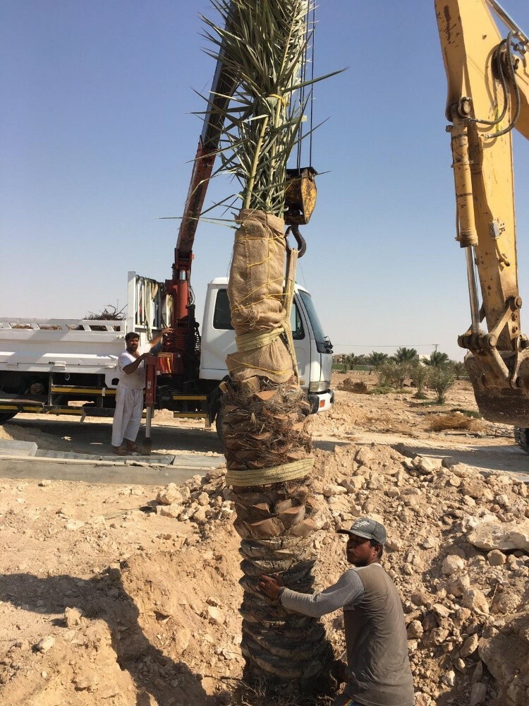 توفير النخيل والأشجار - 2