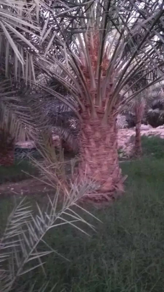 توفير النخيل والأشجار - 6