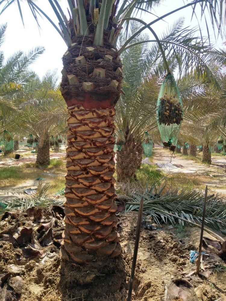 توفير النخيل والأشجار - 7