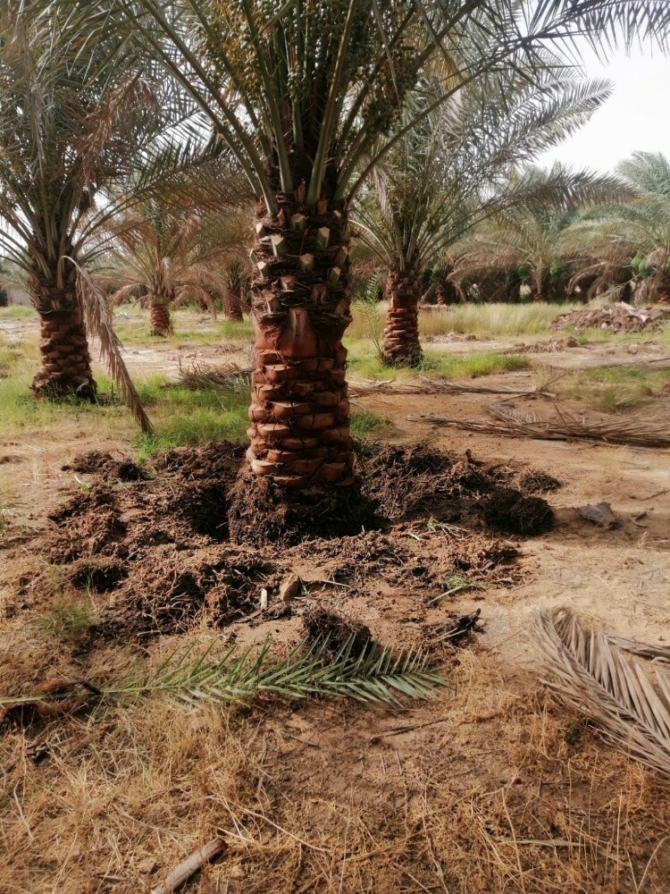 زراعة الحديق - 4