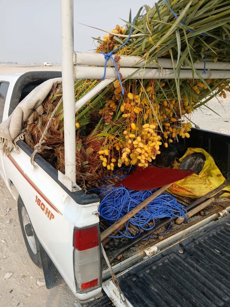 نخل البيع إخلاص وشيشي وبرحي - 3