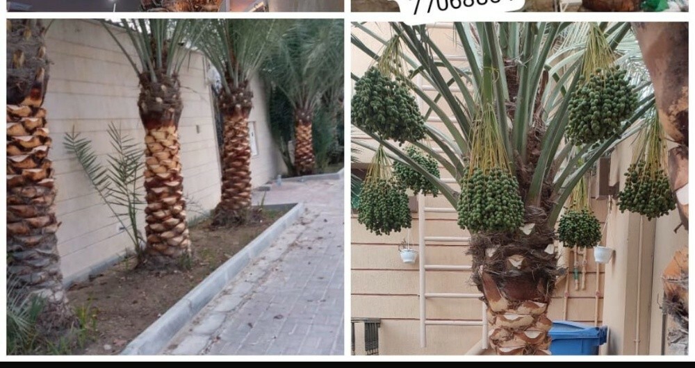 محمد - 1