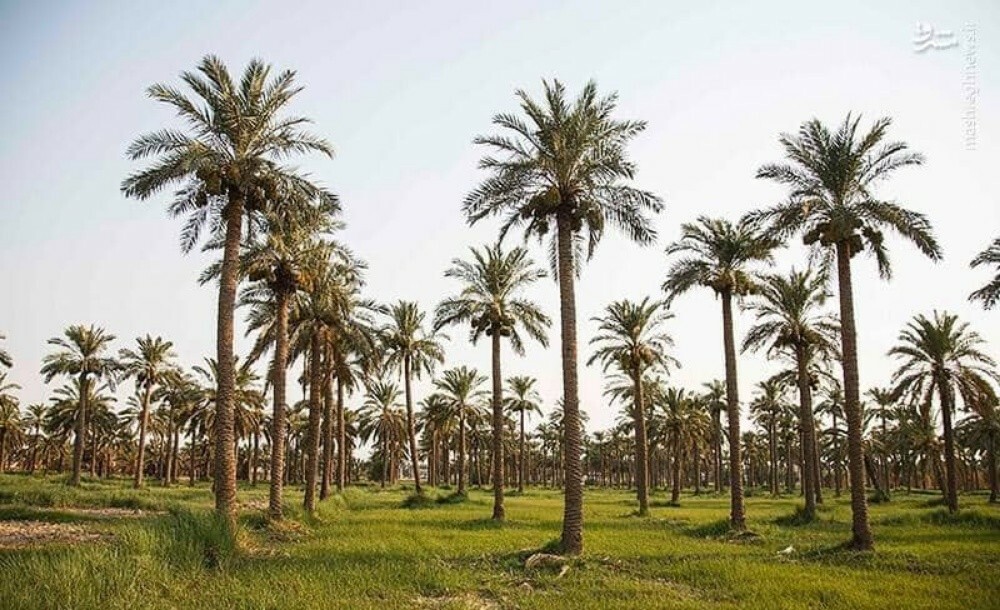 محمد - 2