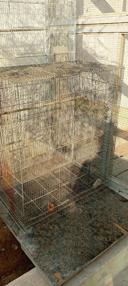 CAGES - 2