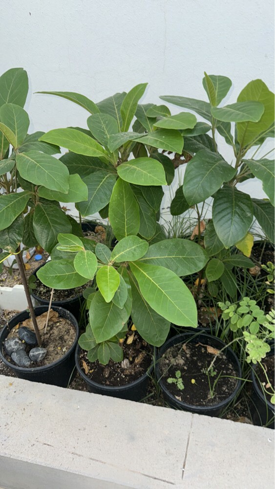 mango  - 1