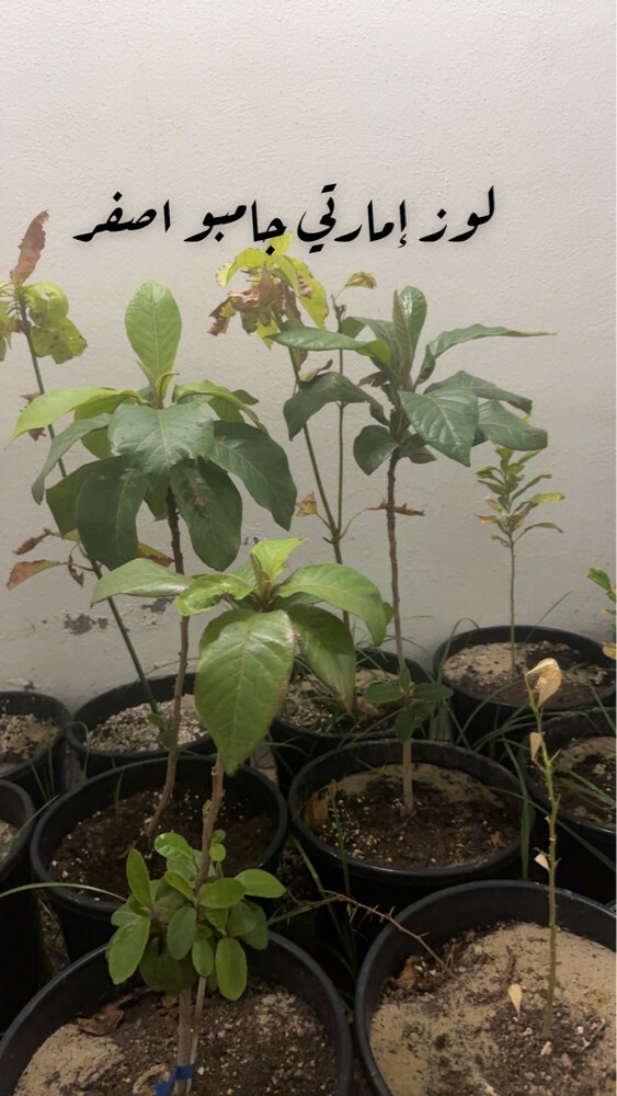 mango  - 5