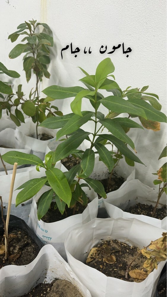 mango  - 3