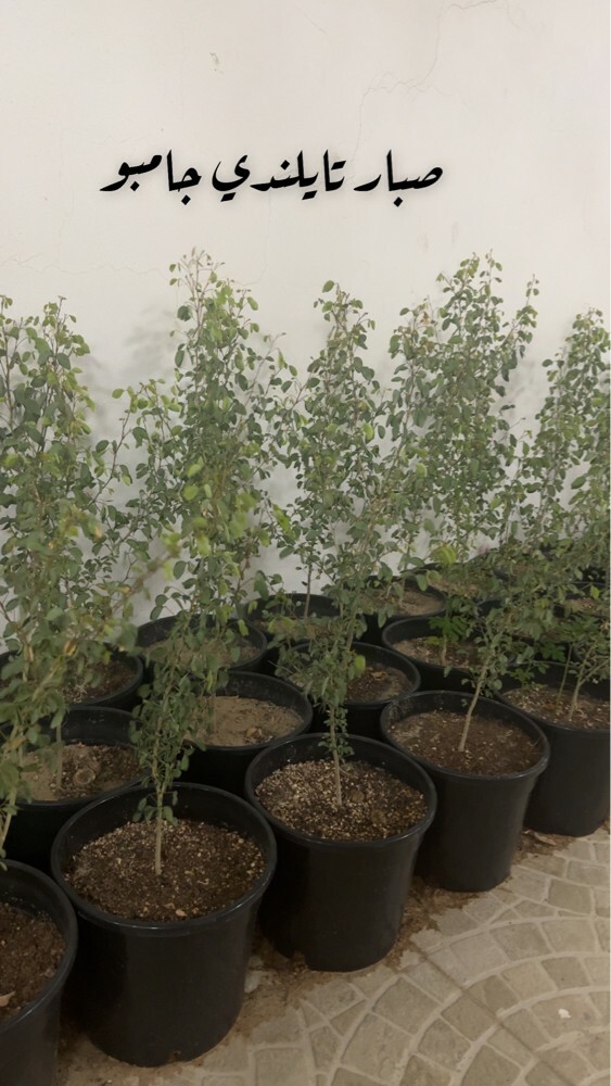 mango  - 4