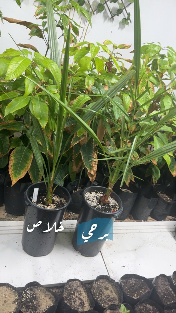 mango  - 6