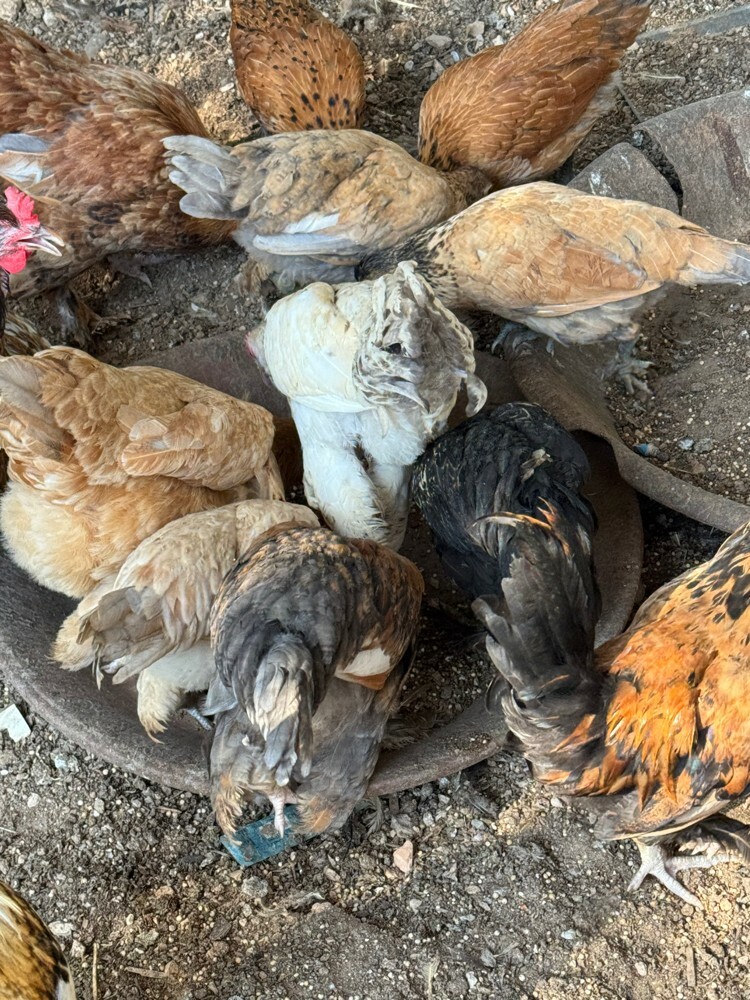 ديوك ودجاج - 1