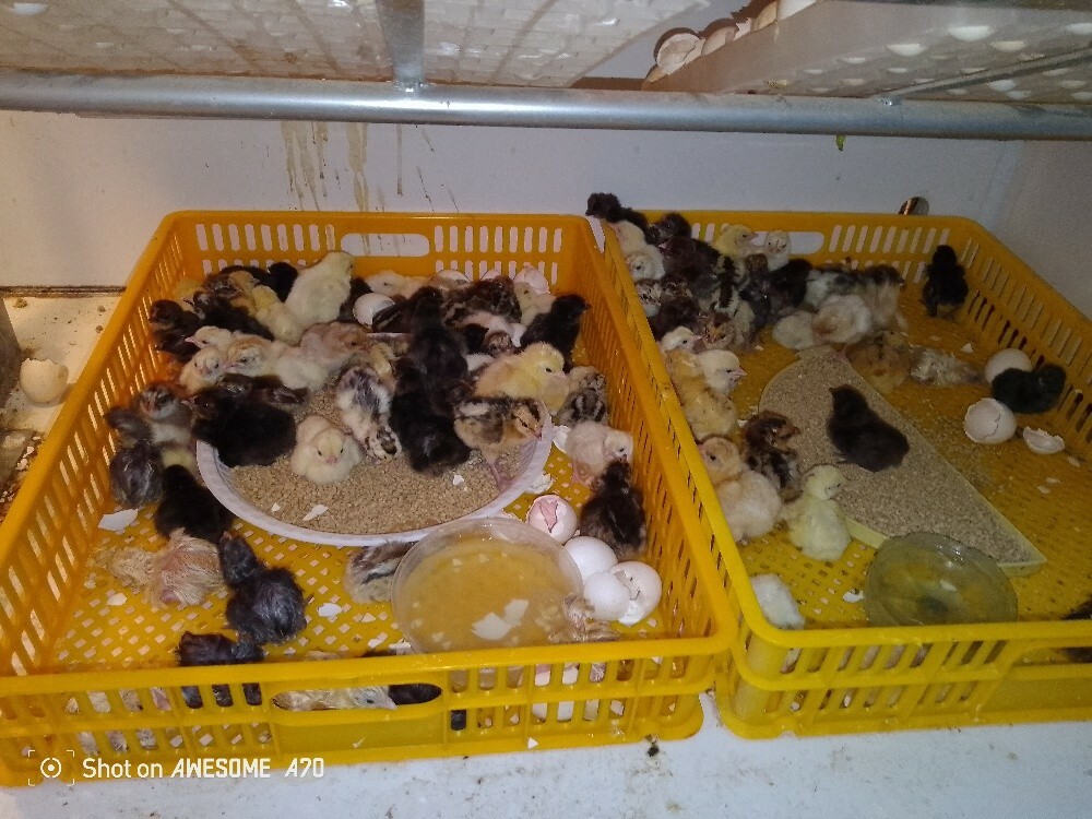 chicken - 1