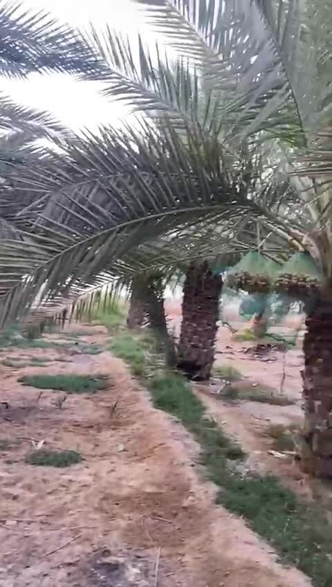 بيع و زراعة النخيل - 1