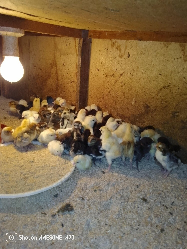 chicken - 3
