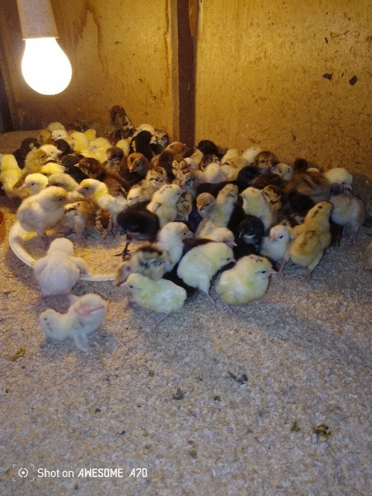 chicken - 2