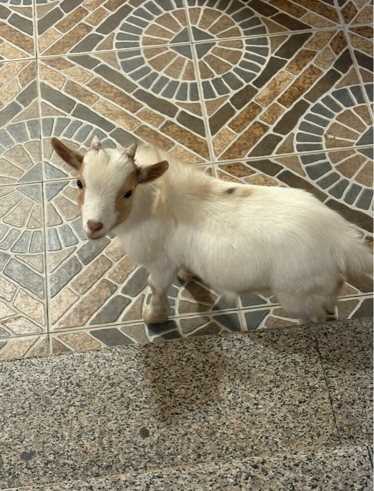 goat - 3