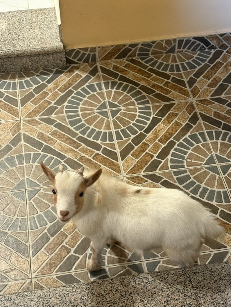 goat - 2