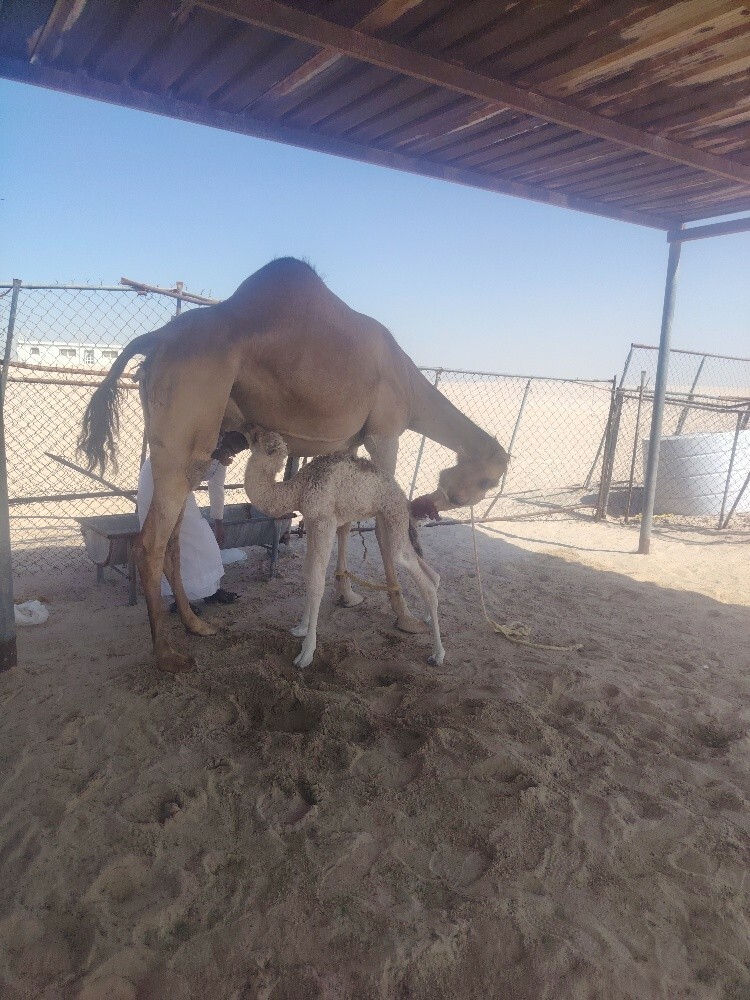 مضيار  البل ابن حضيض. علا  الشروط - 2