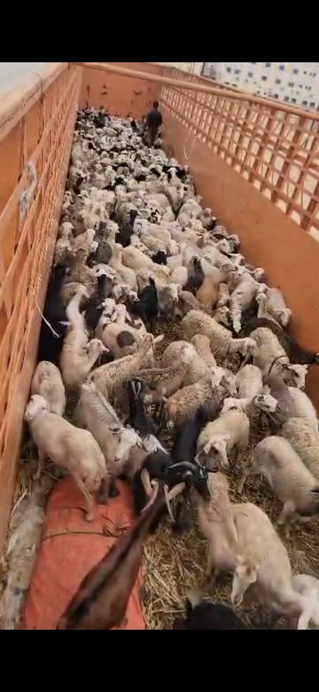 توريدأغنام يمنية بلدي فاخرة - 2