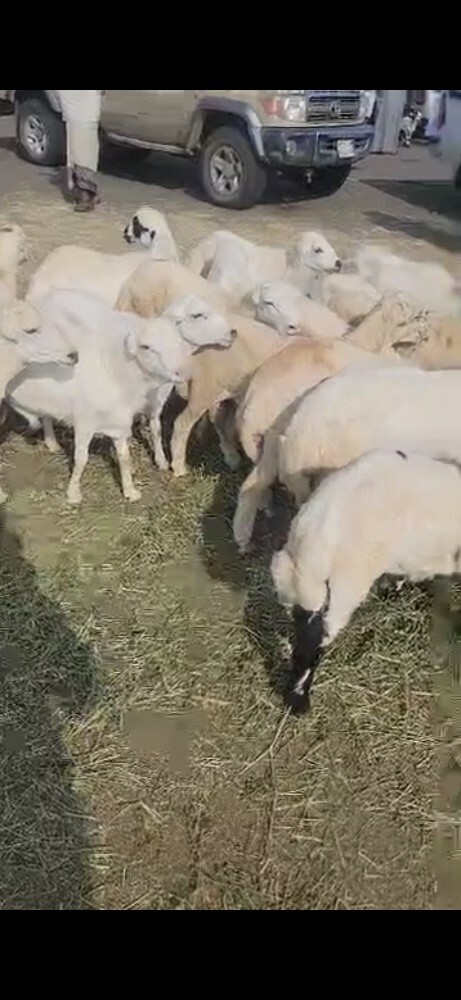 توريدأغنام يمنية بلدي فاخرة - 1