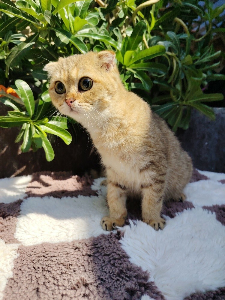 Scottish fold ears - 3