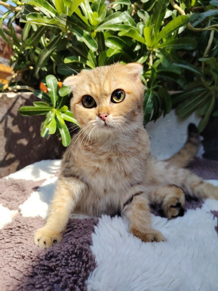 Scottish fold ears - 2