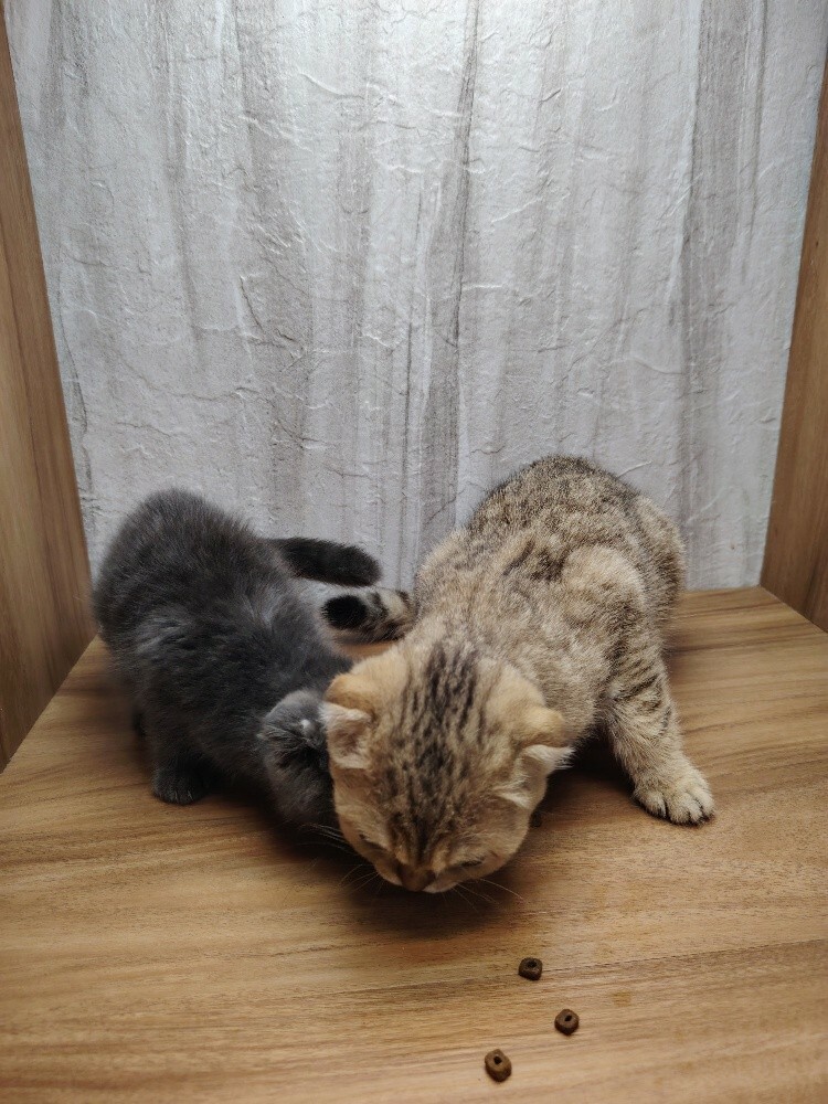 Scottish fold ears - 1