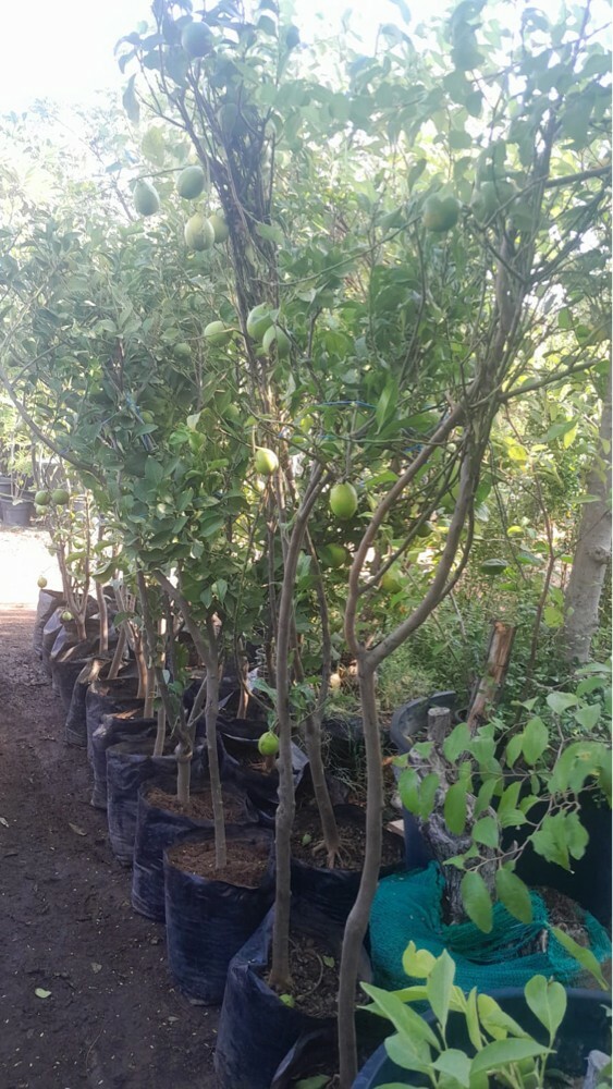 شجر مثمر - 2