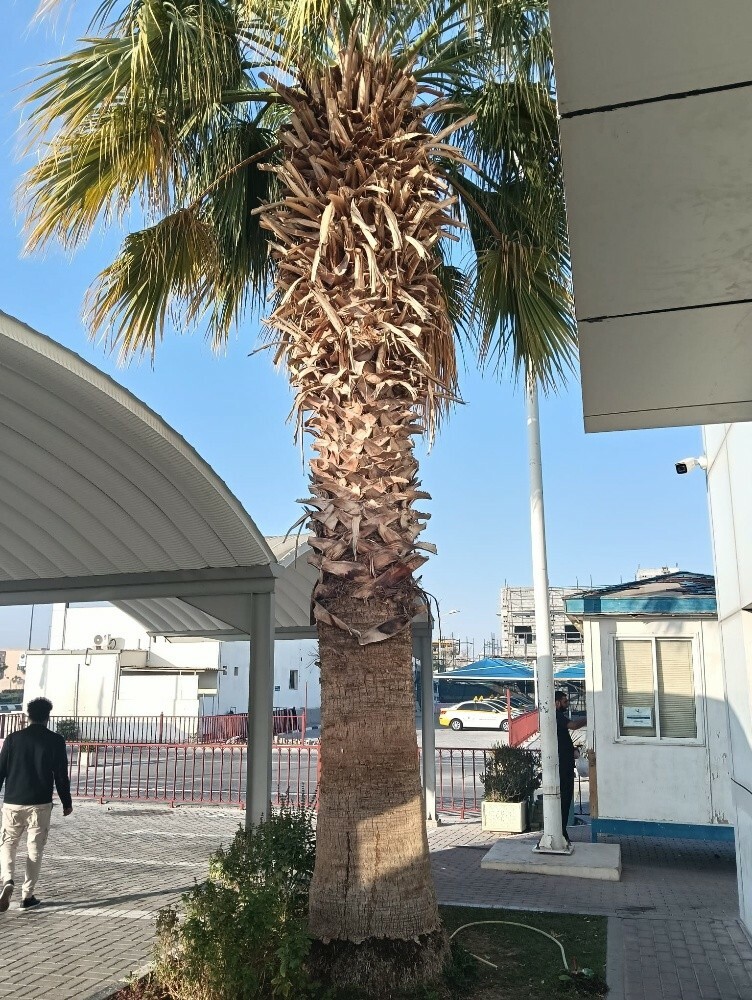 مزارع وتقريب النخل ورش - 2