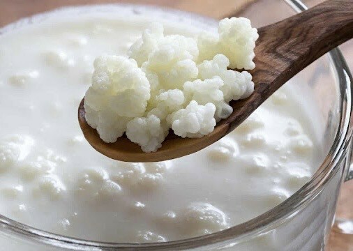   milk Kefir Grains  - 1