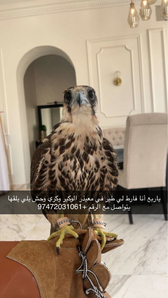 الطير فارط  - 2