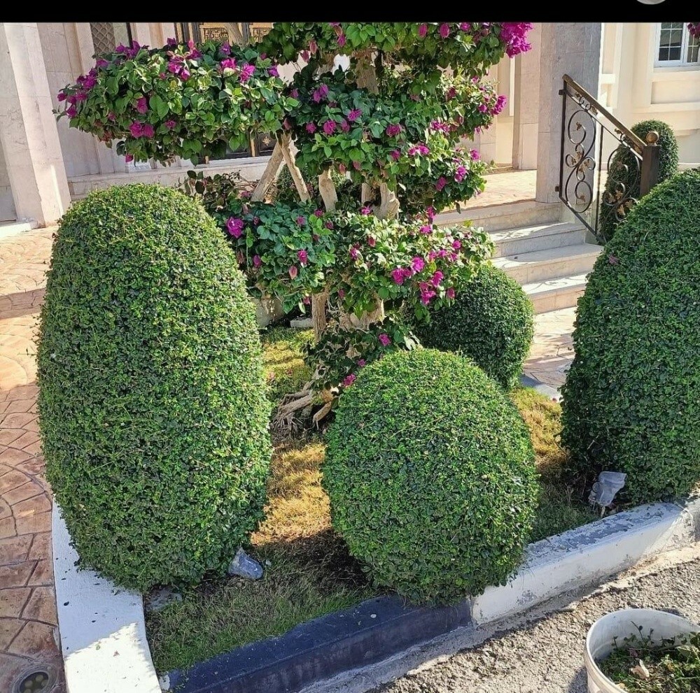 زراعه تنسيق حدائق - 6