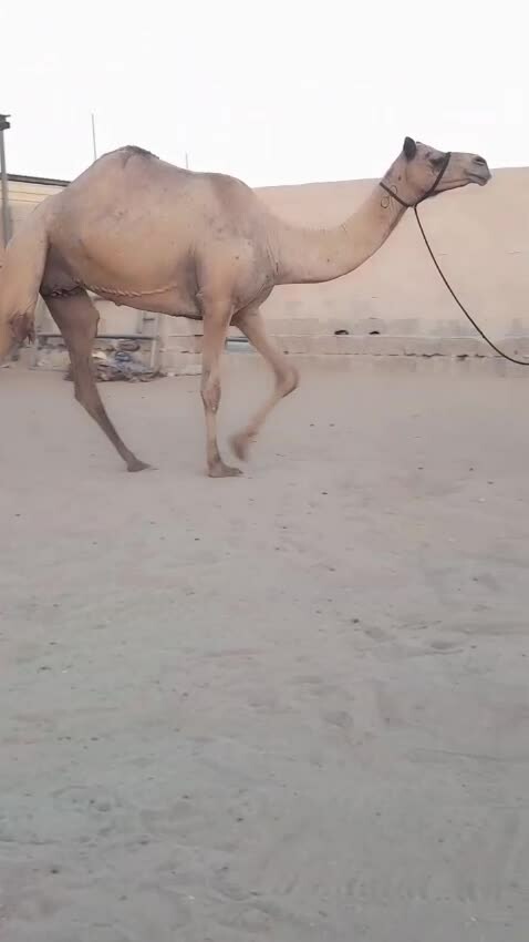 نشتري جميع الحلال - 1