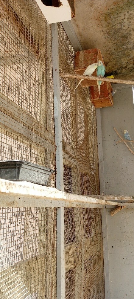 Big iron cage and birds - 2
