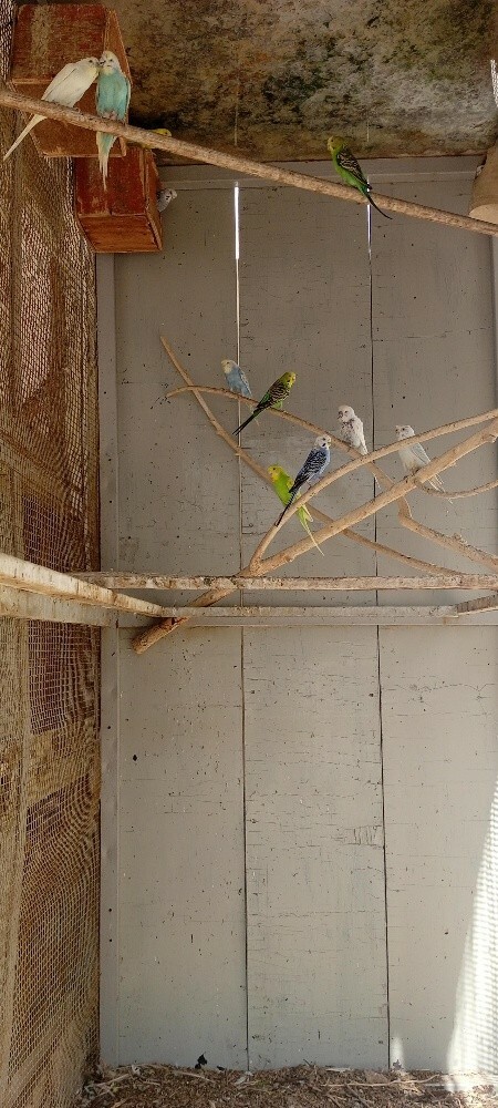 Big iron cage and birds - 1