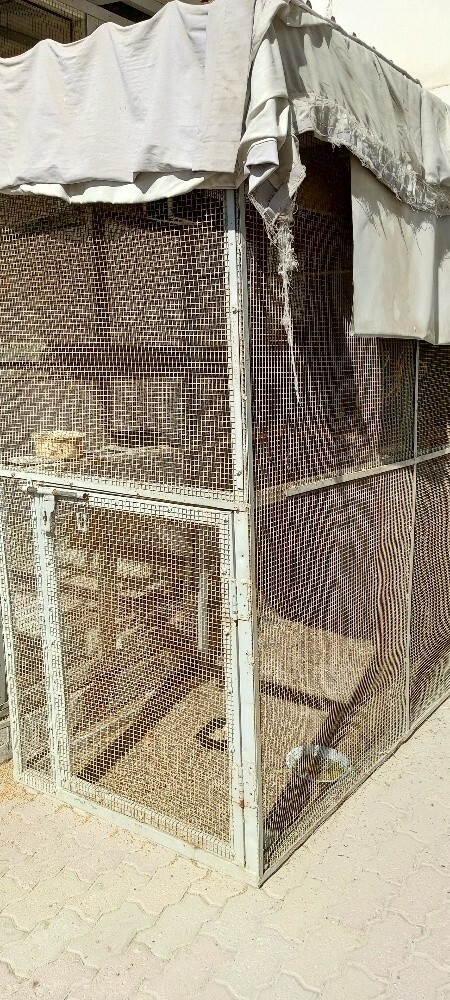 Big iron cage and birds - 4