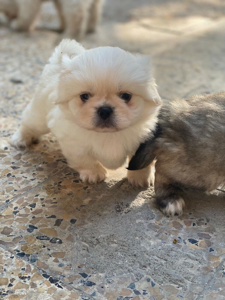 Pekingese - 4