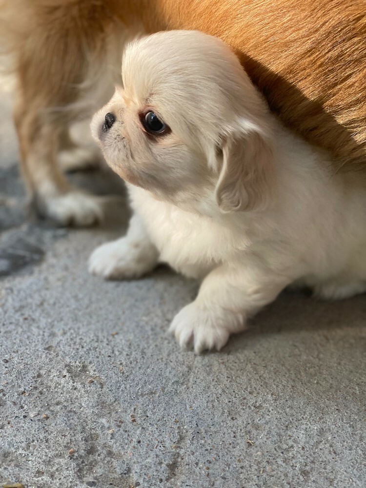 Pekingese - 2