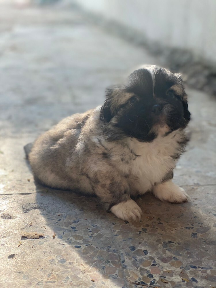 Pekingese - 3